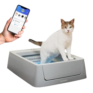 Feline Frenzy
