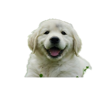 Puppy Party Mystery Box