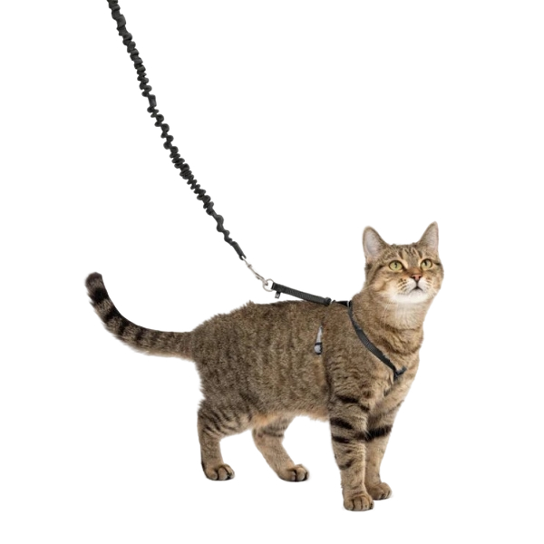 Come With Me Kitty™ Cat Harness & Bungee Leash