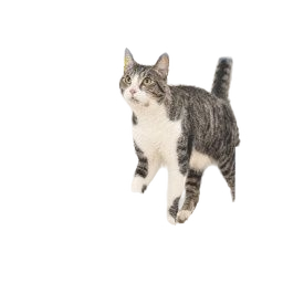 Feline Frenzy